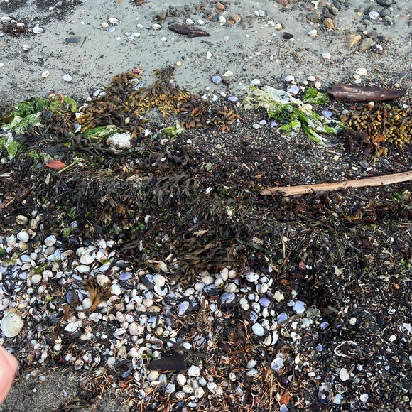 Shop with Chantelle 🌸🦋 - Picture 5 of 7